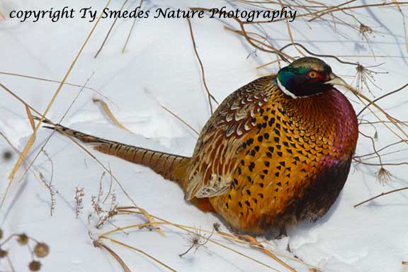 Ringneck Pheasant on a cold winter day