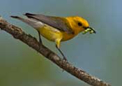 male Prothonotary Warbler with worm, 