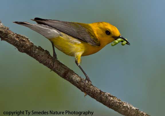 Prothonotary Warbler (male) with worm, going to the nest