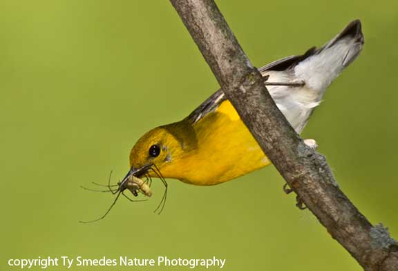 Prothonotary Warbler (female) with insects, going to the nest