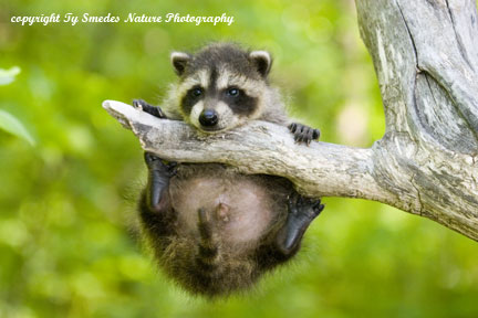 Baby Raccoon clinging to tree branch