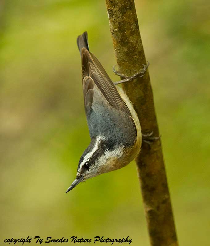 Red-breasted Nuthatch (female)