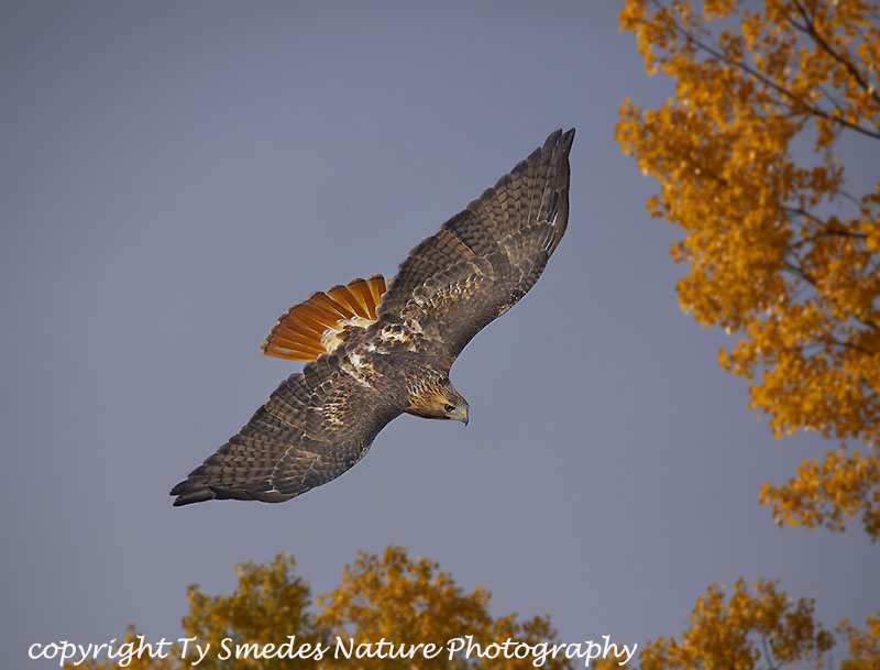 Adult Redtail Swopping after Prey