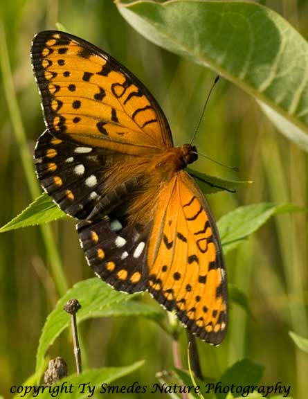 Regal Fritillary at SE Iowa Prairie