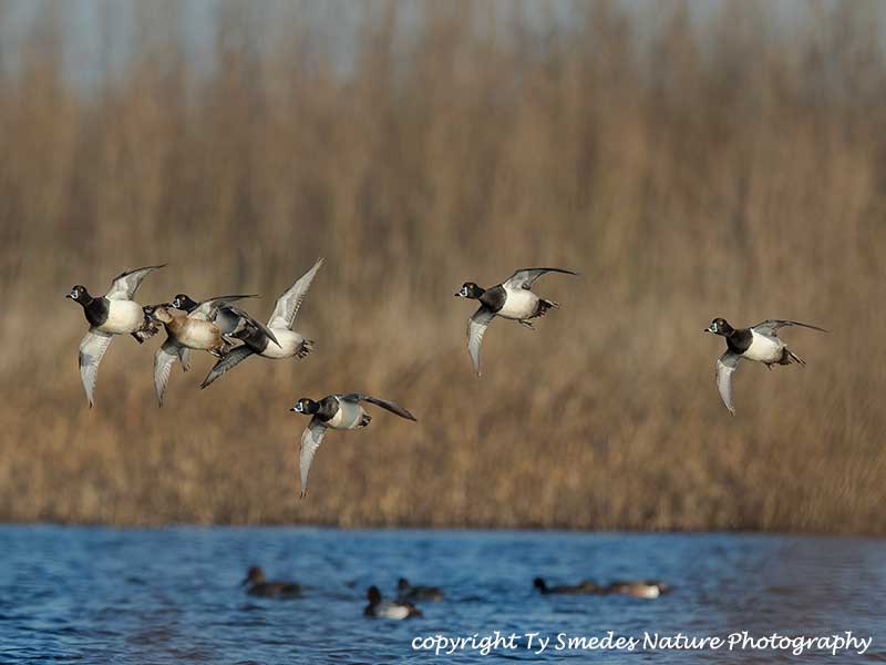 A Ringneck Courtship Flight over an Iowa Marsh