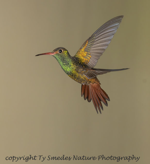 Rufous-tailed Hummingbird