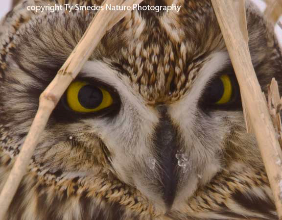 Short-eared Owl close-up