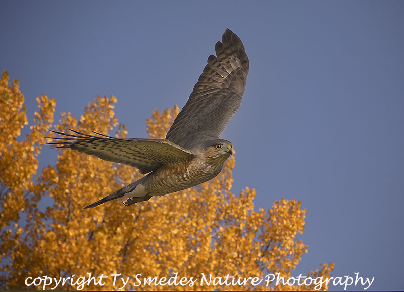 Adult Sharpshin Hawk