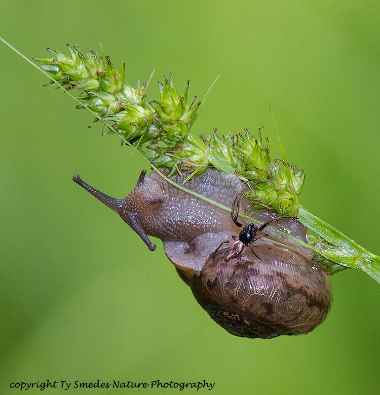 Western White-lip snail & Trash Line Orb Weaver spider