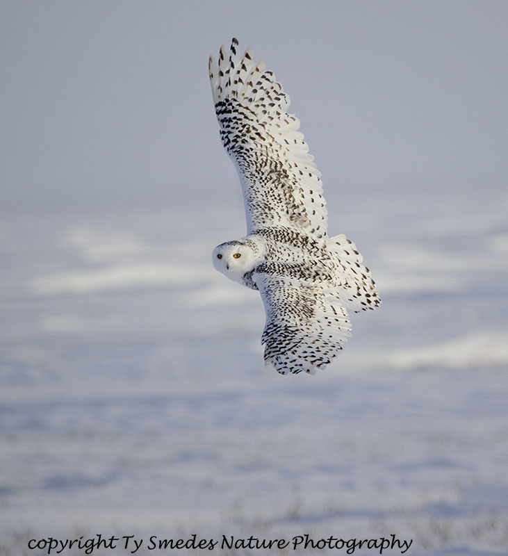 Snowy Owl (Juvenile) on the wing