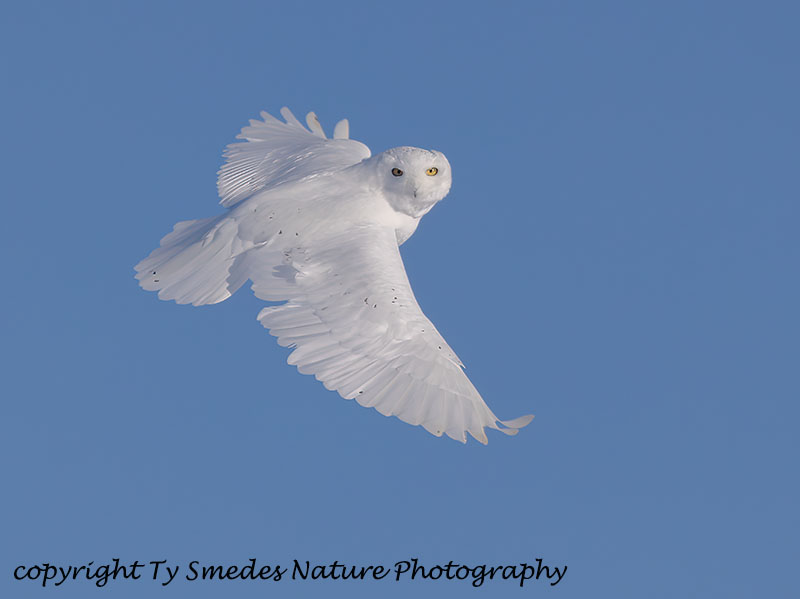 Snowy Owl (Male) on the wing