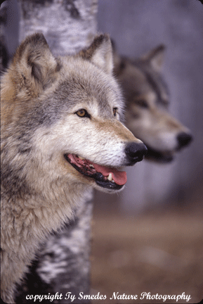 Two Gray Timber Wolves