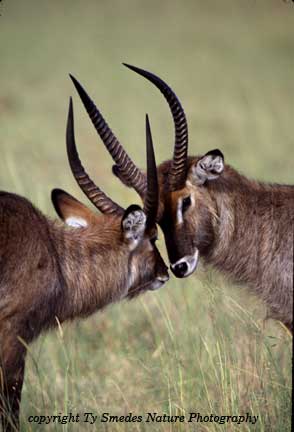 Two Waterbuck Males in Kenya