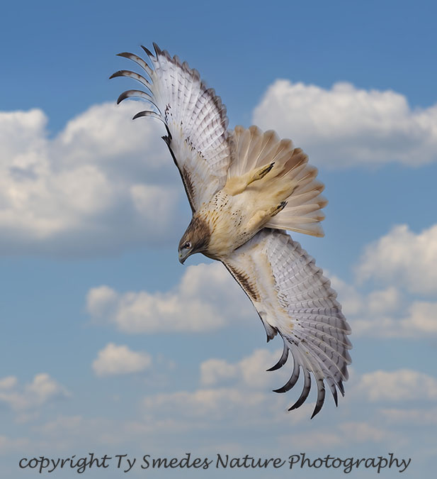 Western Red-tailed Hawk