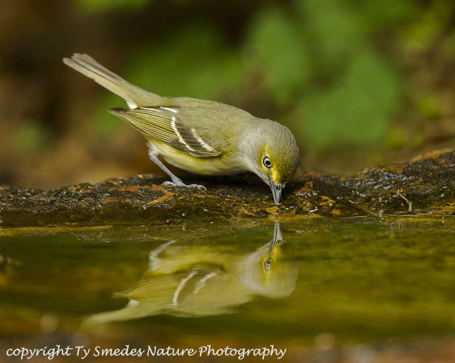 White-eyed Vireo Reflection
