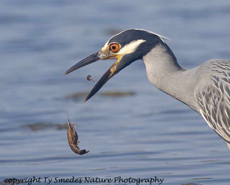 Yellow-crowned Night Heron - Breaking off Crayfish Pincer