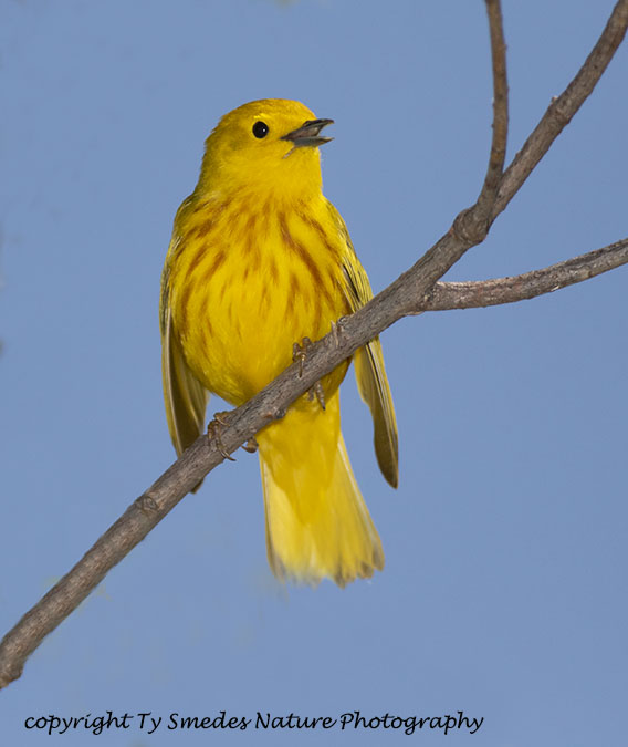 Yellow Warbler Male Singing