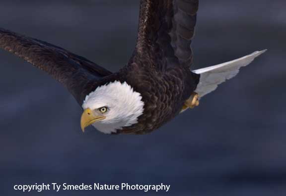 Swooping Bald Eagle