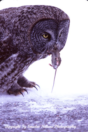 Great Gray Owl with Vole