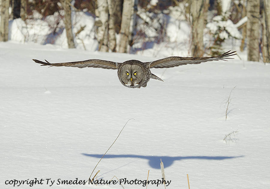 Great Gray Owl diving at prey