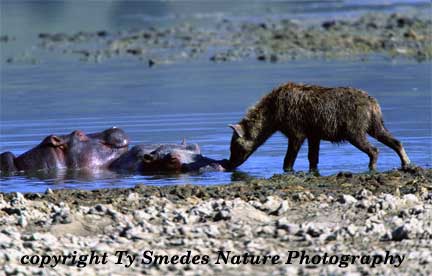 Hyena touching noses with Hippo in Tanzania
