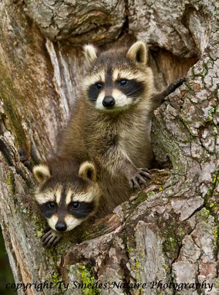 Two Baby Raccoons in Den Tree