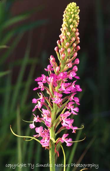 Purple Fringed Orchid, northern Iowa
