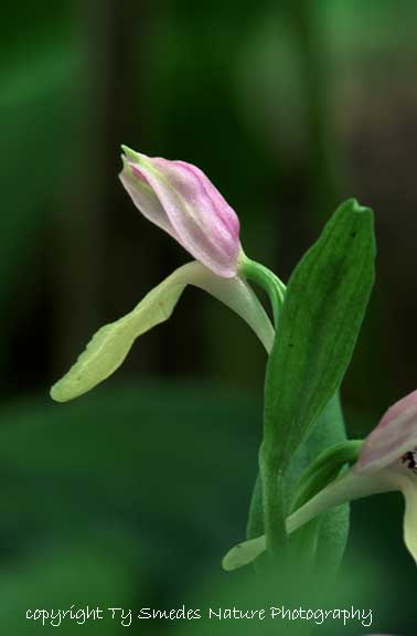 Showy Orchis