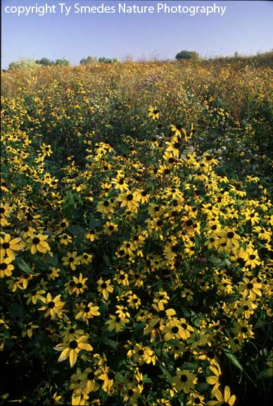 Browneyed Susans