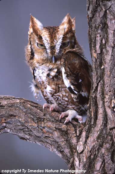Red-phase Screech Owl