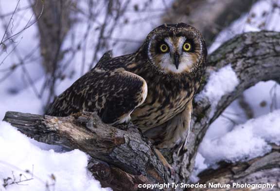 Short-Eared Owl