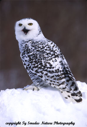Snowy Owl