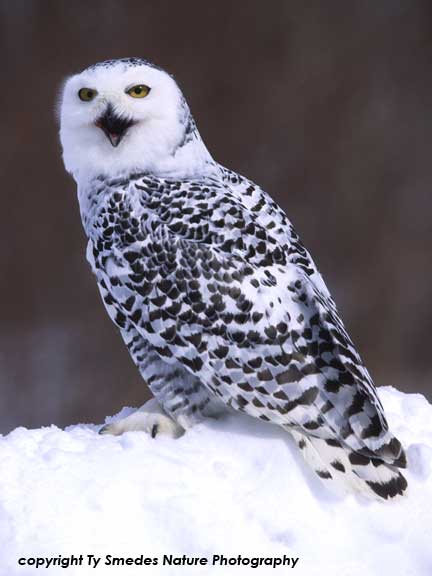 Snowy Owl